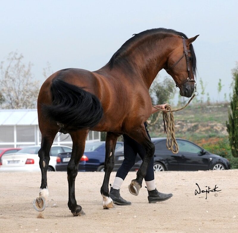 Brown Horse Being Led