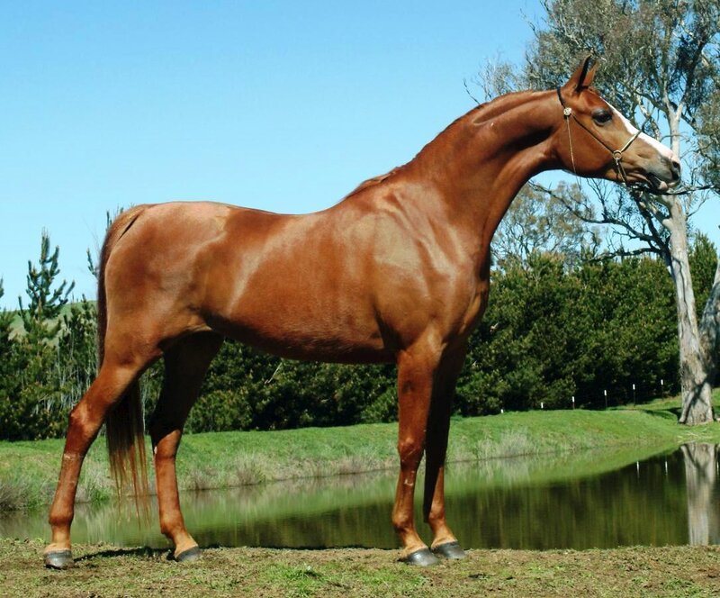 brown horse by a pond
