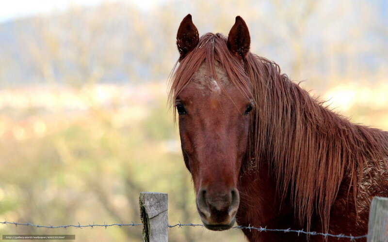 brown horse by fence
