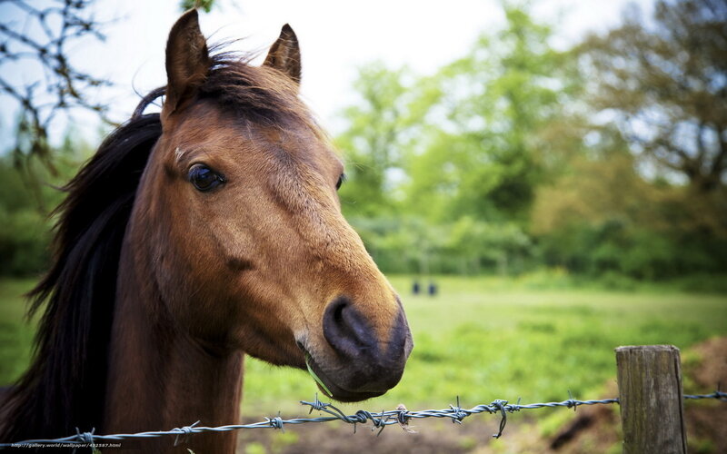 brown horse by fence
