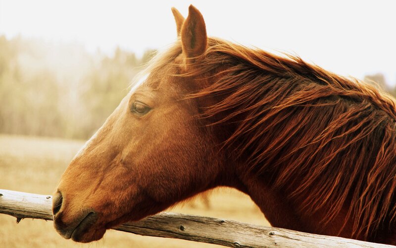 brown horse by fence