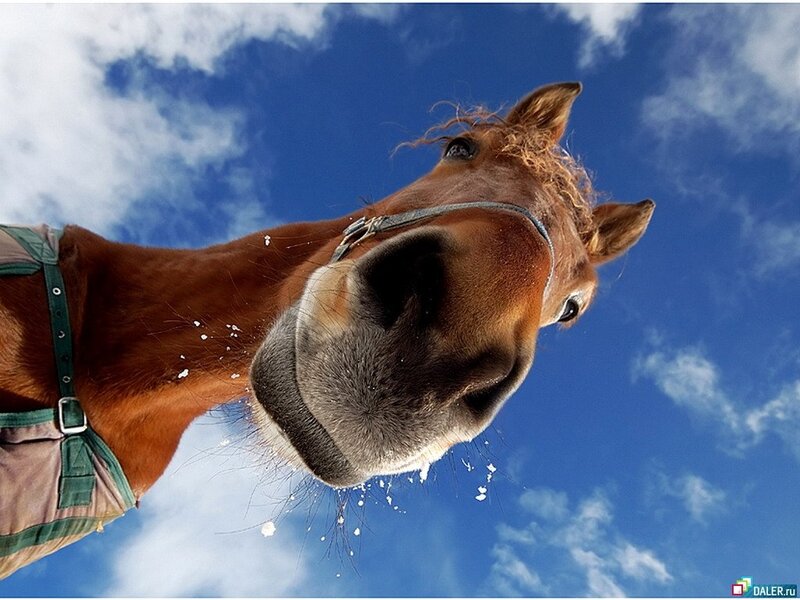 Brown Horse Close-up