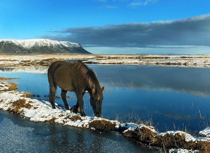 Brown Horse Drinking