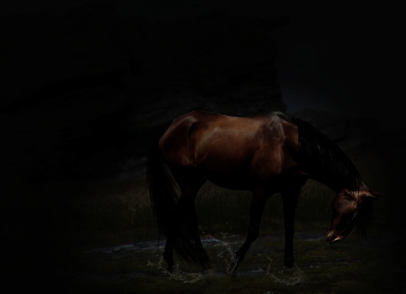 Brown Horse Drinking Water — Black