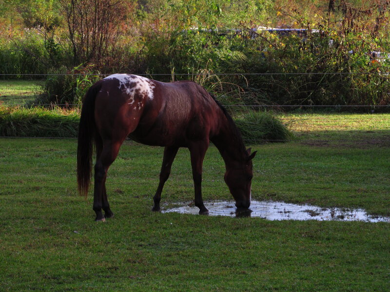 Brown Horse Drinking Water — Green, Calm