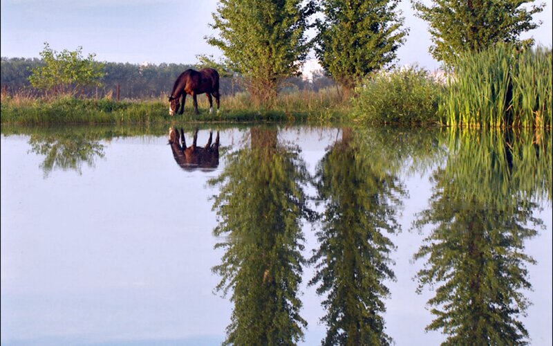 Brown Horse Drinking Water — Green, Serene