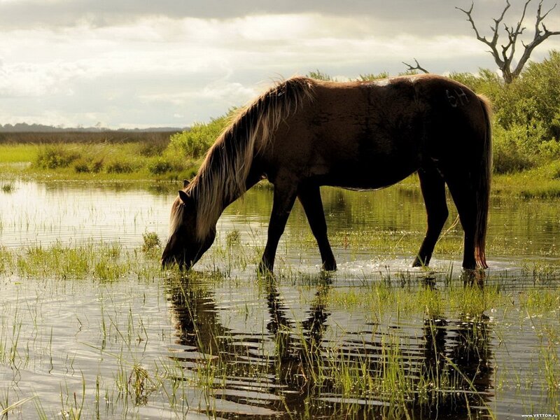 Brown Horse Drinking Water — Green