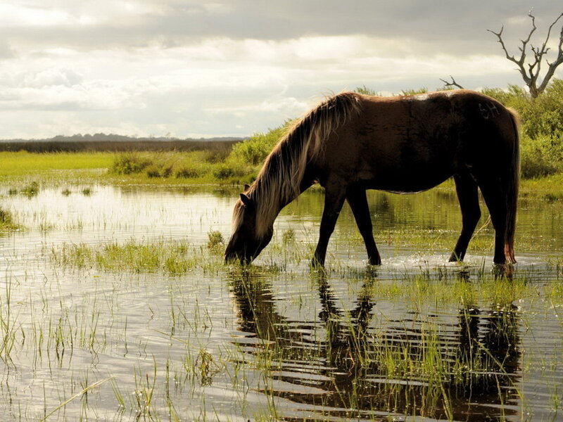 Brown Horse Drinking Water