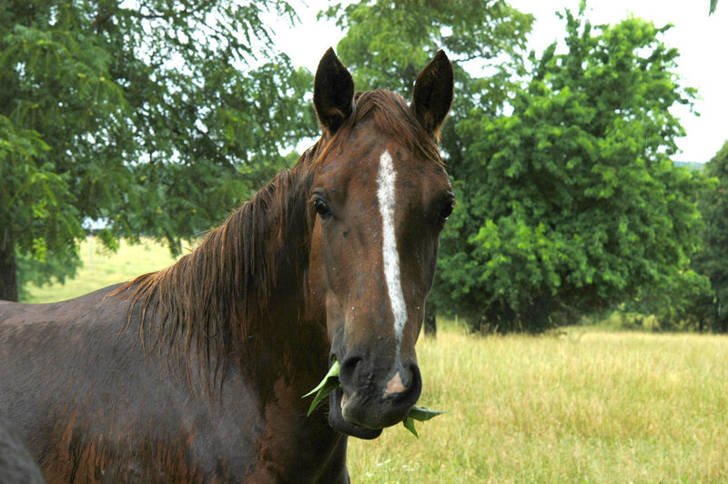 Brown Horse Eating Grass