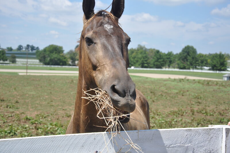 Brown Horse Eating Hay — Calm