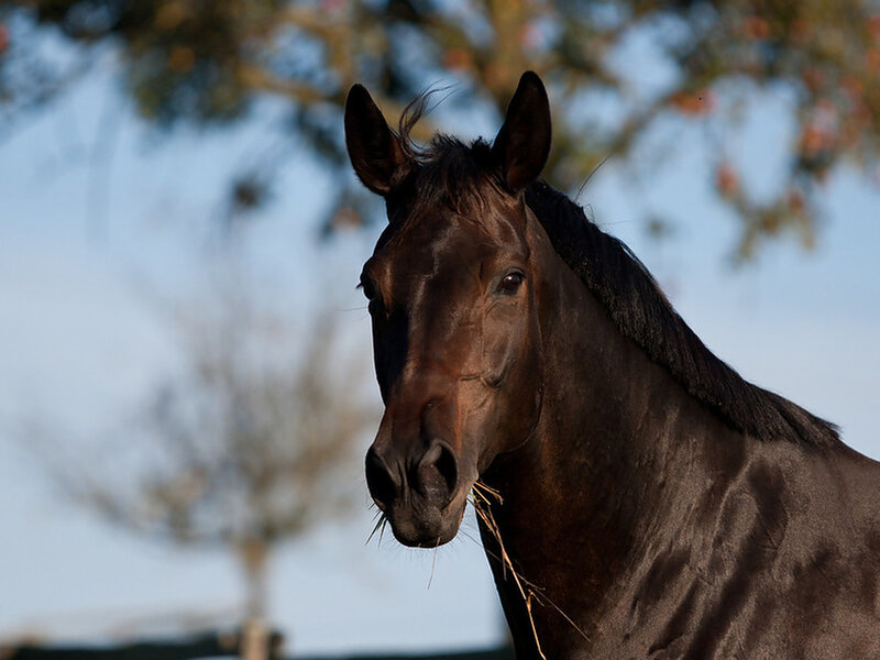 Brown Horse Eating Hay