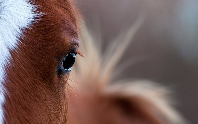 Brown Horse Eye — Calm