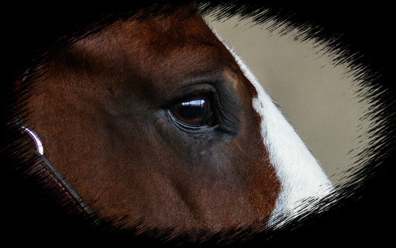 Brown Horse Eye