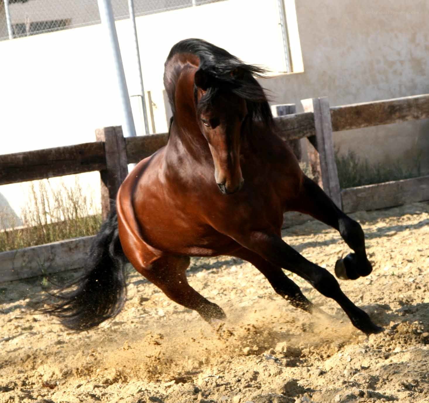 brown horse galloping in arena