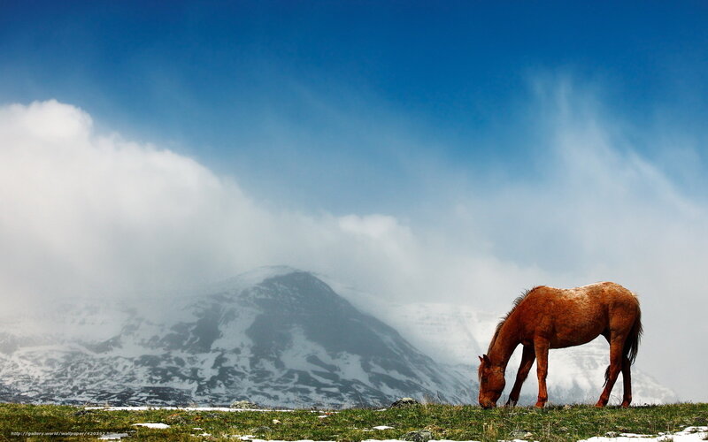Brown Horse Grazing — Blue, Serene, Afternoon