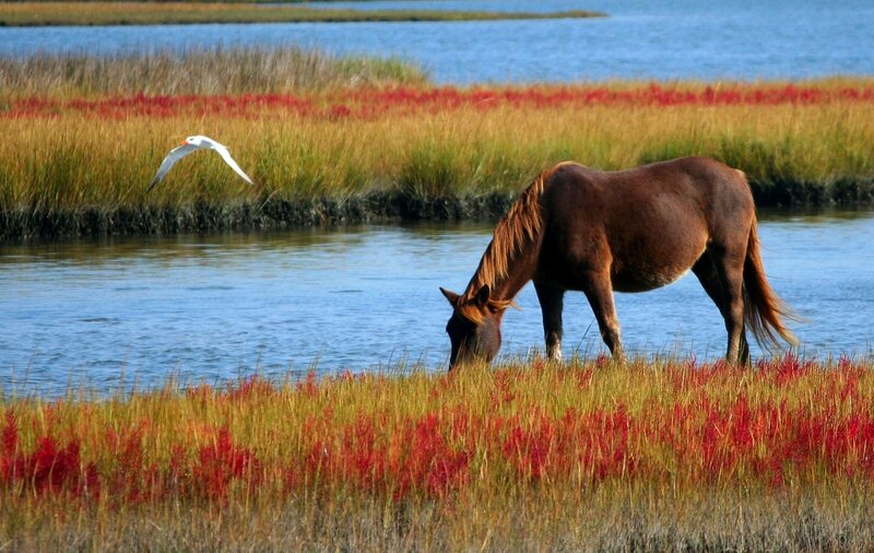 Brown Horse Grazing — Blue, Serene