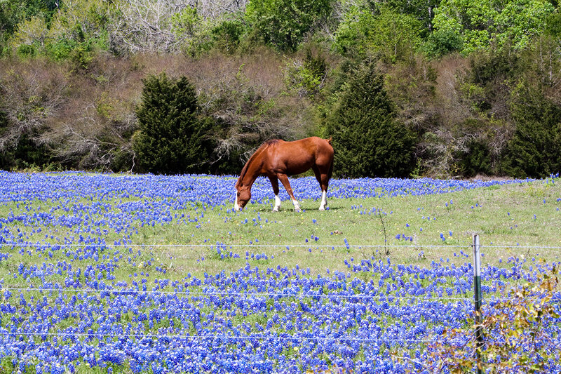 Brown Horse Grazing — Blue
