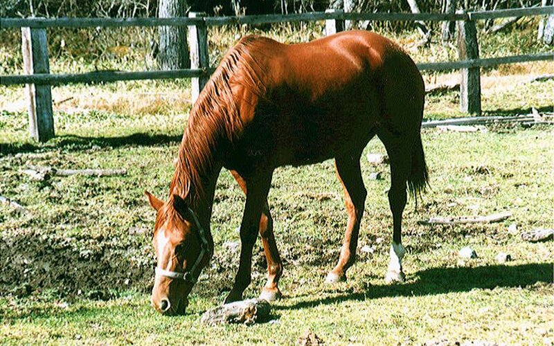 Brown Horse Grazing — Calm, Afternoon, Photograph, Fence