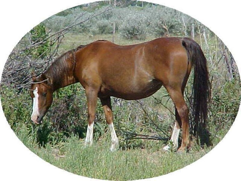 Brown Horse Grazing — Calm, Afternoon, Photograph, Grass, Bushes