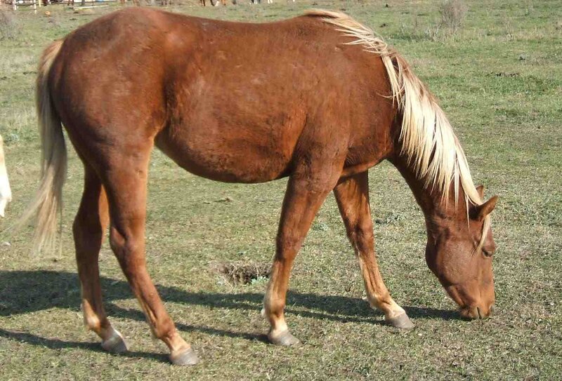 Brown Horse Grazing — Calm, Afternoon, Photograph, Grass, Field