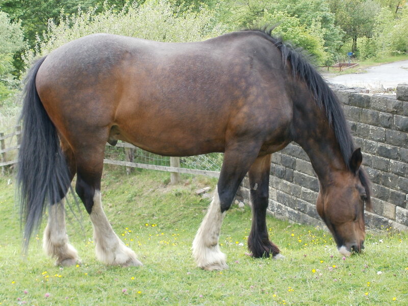 Brown Horse Grazing — Calm, Afternoon, Photograph, Grass, Stone Wall