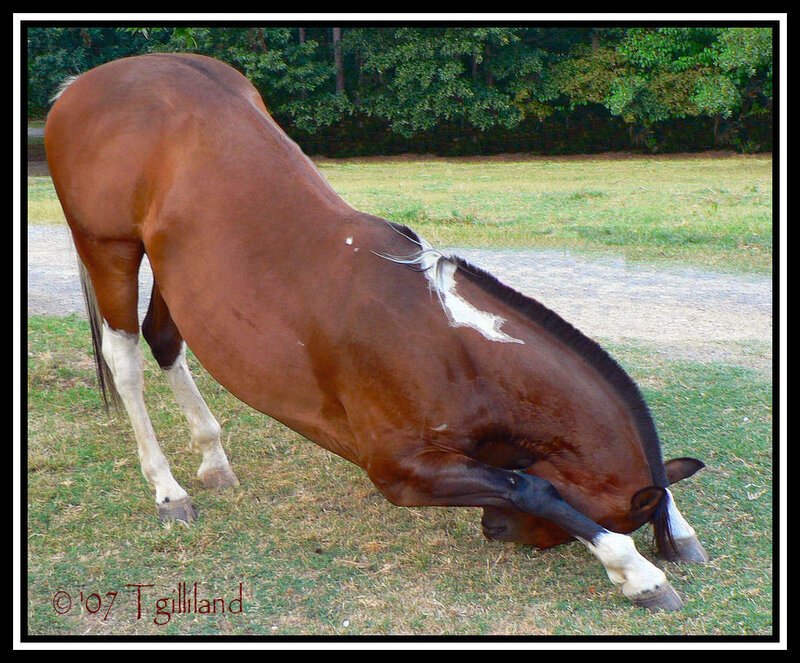 Brown Horse Grazing — Calm, Afternoon, Photograph, Grass, Trees