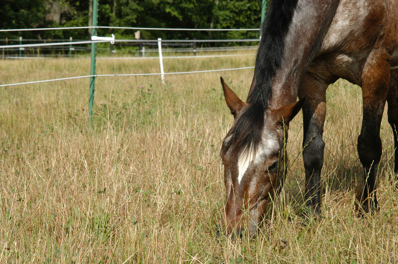 Brown Horse Grazing — Calm, Afternoon
