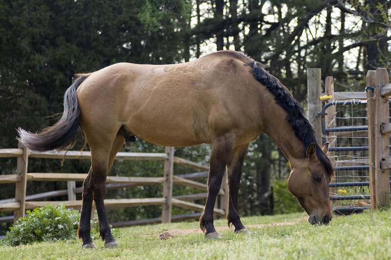 Brown Horse Grazing — Calm