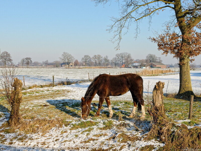 Brown Horse Grazing — Calm, Winter
