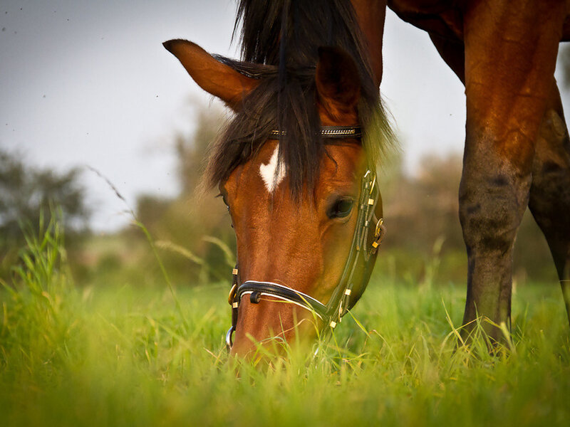 Brown Horse Grazing — Green, Calm, Afternoon, Photograph