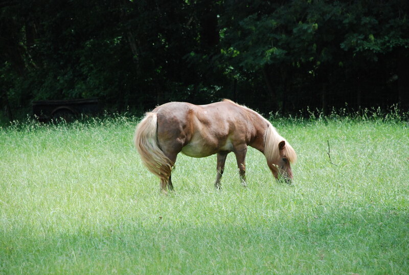 Brown Horse Grazing — Green, Calm, Afternoon