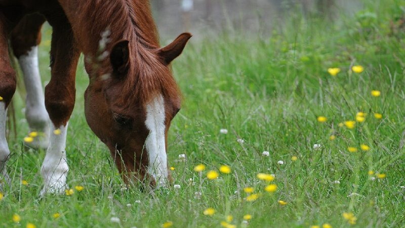Brown Horse Grazing — Green, Calm, Morning