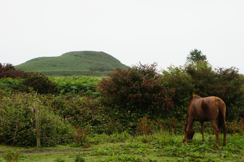 Brown Horse Grazing — Green, Calm, Photograph
