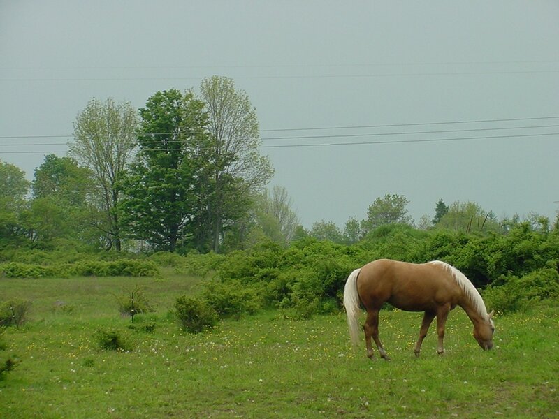 Brown Horse Grazing — Green, Calm, Spring