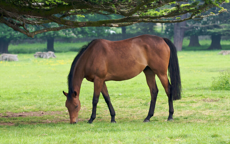 Brown Horse Grazing — Green, Calm