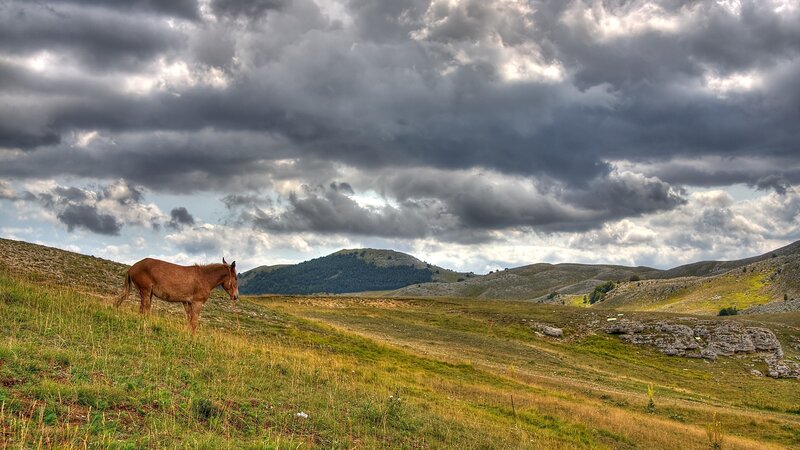 Brown Horse Grazing — Green, Dramatic, Afternoon, Photograph, Grassland