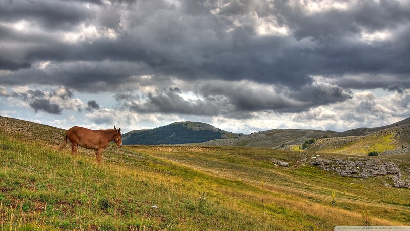 Brown Horse Grazing — Green, Dramatic, Afternoon, Photograph