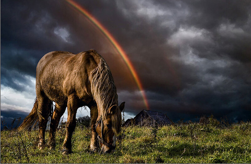 Brown Horse Grazing — Green, Dramatic, Afternoon