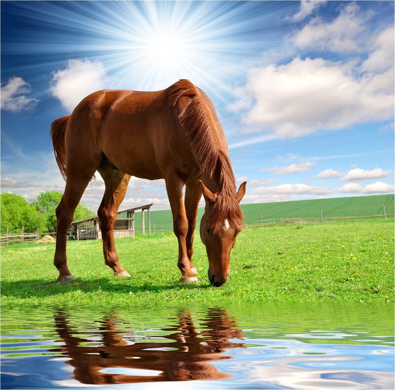 Brown Horse Grazing — Green, Serene, Afternoon, Photograph, Grass Field, Sky