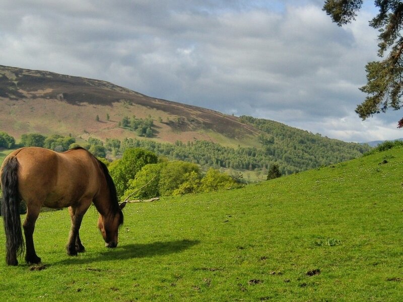 Brown Horse Grazing — Green, Serene, Afternoon, Photograph, Grass Field