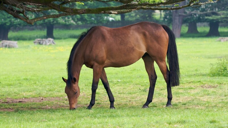 Brown Horse Grazing — Green, Serene, Afternoon, Photograph, Grass Field, Tree