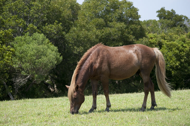 Brown Horse Grazing — Green, Serene, Afternoon, Photograph, Grass, Trees