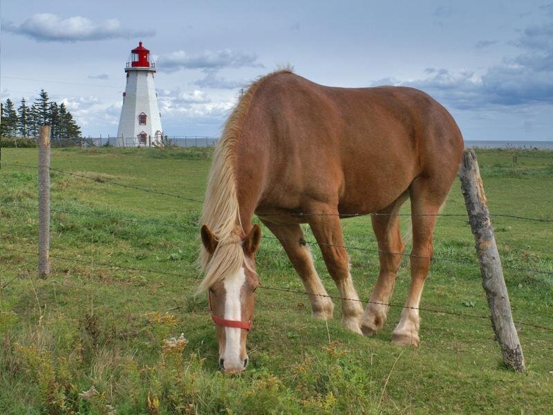 Brown Horse Grazing — Green, Serene, Afternoon, Photograph, Lighthouse