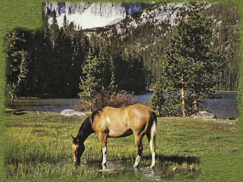 Brown Horse Grazing — Green, Serene, Afternoon, Photograph