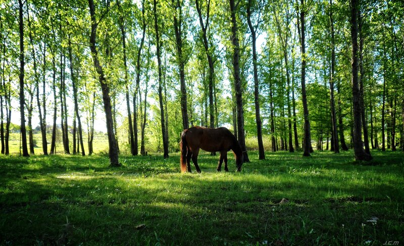 Brown Horse Grazing — Green, Serene, Afternoon, Photograph, Trees