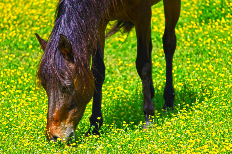 Brown Horse Grazing — Green, Serene, Afternoon