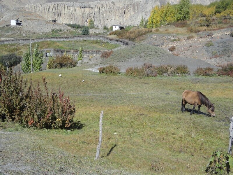 Brown Horse Grazing — Green, Serene, Autumn, Photograph