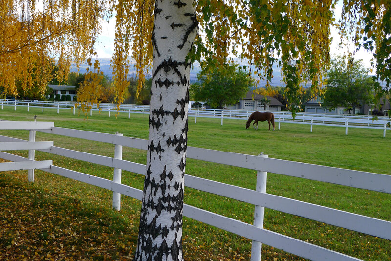 Brown Horse Grazing — Green, Serene, Autumn, Photograph, White Fence, Birch Tree