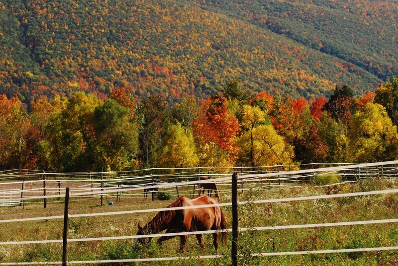 Brown Horse Grazing — Green, Serene, Autumn