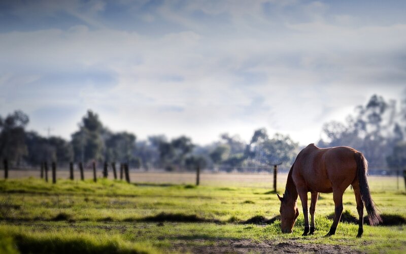 Brown Horse Grazing — Green, Serene, Morning, Photograph, Field